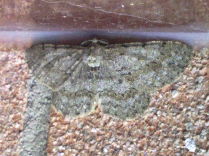 Geometridae aprilino